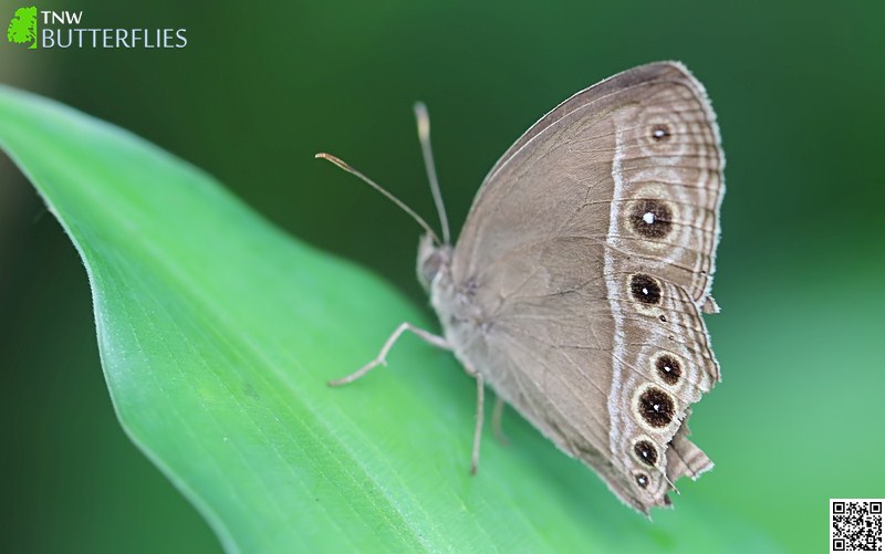 Common Bushbrown